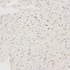 Immunohistochemistry analysis of paraffin-embedded mouse liver  using LC3A/B Polyclonal Antibody at dilution of 1:500.