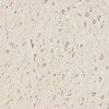 Immunohistochemistry analysis of paraffin-embedded rat brain  using LC3A/B Polyclonal Antibody at dilution of 1:500.