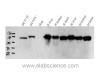 Western Blot analysis of various samples using N-cadherin Polyclonal Antibody at dilution of 1:1000.
