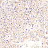 Immunohistochemistry analysis of paraffin-embedded Mouse liver  using N-cadherin Polyclonal Antibody at dilution of 1:500.
