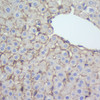 Immunohistochemistry analysis of paraffin-embedded rat liver  using N-cadherin Polyclonal Antibody at dilution of 1:500.