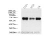 Western Blot analysis of various samples using TH Polyclonal Antibody at dilution of 1:1000.