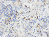 Immunohistochemistry analysis of paraffin-embedded mouse spleen  using THY1 Polyclonal Antibody at dilution of 1:500.