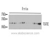 Western Blot analysis of various samples using FLK1 Polyclonal Antibody at dilution of 1:800.