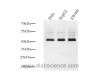 Western Blot analysis of various samples using Connexin 43 Polyclonal Antibody at dilution of 1:1000.