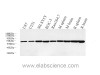 Western Blot analysis of various samples using HSP60 Polyclonal Antibody at dilution of 1:5000.