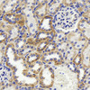 Immunohistochemistry analysis of paraffin-embedded rat kidney  using HSP60 Polyclonal Antibody at dilution of 1:500.