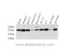 Western Blot analysis of various samples using Cyclin B1 Polyclonal Antibody at dilution of 1:500.
