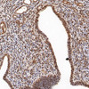 Immunohistochemistry analysis of paraffin-embedded mouse uterus  using PGR Polyclonal Antibody at dilution of 1:400.