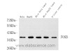 Western Blot analysis of various samples using FOSB Polyclonal Antibody at dilution of 1:1000.