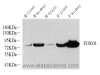 Western Blot analysis of various samples using FOXO1 Polyclonal Antibody at dilution of 1:1000.