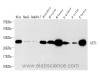 Western Blot analysis of various samples using ATF1 Polyclonal Antibody at dilution of 1:1000.