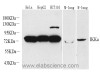 Western Blot analysis of various samples using IKK alpha Polyclonal Antibody at dilution of 1:1000.