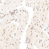 Immunohistochemistry analysis of paraffin-embedded mouse heart  using ATF6 Polyclonal Antibody at dilution of 1:400.