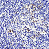 Immunohistochemistry analysis of paraffin-embedded human tonsil  using CD169 Polyclonal Antibody at dilution of 1:300.