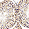 Immunohistochemistry analysis of paraffin-embedded mouse testis  using RACGAP1 Polyclonal Antibody at dilution of 1:400.