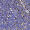 Immunohistochemistry analysis of paraffin-embedded mouse thymus  using RACGAP1 Polyclonal Antibody at dilution of 1:400.