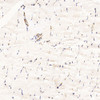 Immunohistochemistry analysis of paraffin-embedded Rat skeletal muscle   using CD31 Monoclonal Antibody at dilution of 1:200.