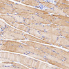 Immunohistochemistry analysis of parafffin-embedded rat skeletal muscle  using Desmin Polyclonal Antibody at dilution of 1:1000.