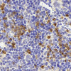 Immunohistochemistry analysis of paraffin-embedded mouse spleen  using CD177 Polyclonal Antibody at dilution of 1:300.