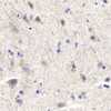 Immunohistochemistry analysis of paraffin-embedded mouse spinal marrow  using DLL3 Polyclonal Antibody at dilution of 1:300.