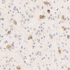 Immunohistochemistry analysis of paraffin-embedded rat brain  using DLL3 Polyclonal Antibody at dilution of 1:300.