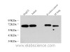 Western Blot analysis of various samples using c-Fos Monoclonal Antibody at dilution of 1:1000.