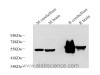 Western Blot analysis of various samples using GFAP Monoclonal Antibody at dilution of 1:1000.