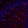 Immunofluorescence analysis of paraffin-embedded rat brain  using GFAP Monoclonal Antibody at dilution of 1:400.