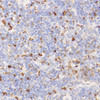 Immunohistochemistry analysis of parafffin-embedded mouse spleen  using Lysozyme Polyclonal Antibody at dilution of 1:400.