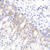 Immunohistochemistry analysis of paraffin-embedded mouse stomach  using Catenin beta Monoclonal Antibody at dilution of 1:200.