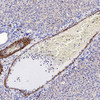 Immunohistochemistry analysis of paraffin-embedded rat liver  using LDLR Polyclonal Antibody at dilution of 1:300.