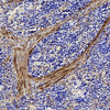 Immunohistochemistry analysis of paraffin-embedded rat spleen  using LDLR Polyclonal Antibody at dilution of 1:300.
