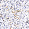 Immunohistochemistry analysis of paraffin-embedded rat kidney  using MMP9 Monoclonal Antibody at dilution of 1:300.