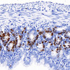 Immunohistochemistry analysis of paraffin-embedded mouse jejunum(intraperitoneal injection BrdU every 2 hours for 4 times)  using Brdu Monoclonal Antibody at dilution of 1:300.