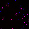 Immunofluorescence analysis of Hela cells（treated with 0.03mg/ml BrdU for 40 min ) using Brdu Monoclonal Antibody at dilution of 1:100.