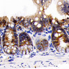 Immunohistochemistry analysis of paraffin-embedded rat colon  using E-Cadherin Monoclonal Antibody at dilution of 1:300.