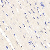 Immunohistochemistry analysis of paraffin-embedded rat heart  using HES2 Polyclonal Antibody at dilution of 1:200.