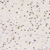 Immunohistochemistry analysis of paraffin-embedded rat brain  using HES2 Polyclonal Antibody at dilution of 1:200.