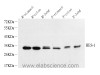 Western Blot analysis of various samples using HES1 Polyclonal Antibody at dilution of 1:600.