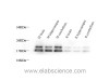 Western Blot analysis of various samples using MBP Polyclonal Antibody at dilution of 1:1000.