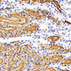 Immunohistochemistry analysis of paraffin-embedded Rat kidney  using AQP1 Polyclonal Antibody at dilution of 1:400.