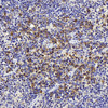 Immunohistochemistry analysis of paraffin-embedded mouse spleen  using ATG7 Polyclonal Antibody at dilution of 1:300.
