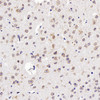 Immunohistochemistry analysis of paraffin-embedded mouse brain  using GDNF Polyclonal Antibody at dilution of 1:300.