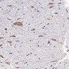 Immunohistochemistry analysis of paraffin-embedded rat spinal marrow  using GDNF Polyclonal Antibody at dilution of 1:200.