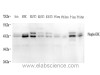 Western Blot analysis of various samples using Phospho-ERK 1/2 (Thr202/Tyr204) Polyclonal Antibody at dilution of 1:800.