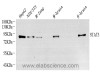 Western Blot analysis of various samples using STAT3 Monoclonal Antibody at dilution of 1:1500.