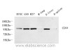 Western Blot analysis of various samples using CD34 Polyclonal Antibody at dilution of 1:800.