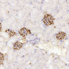 Immunohistochemistry analysis of paraffin-embedded mouse kidney  using NES Monoclonal Antibody at dilution of 1:400.