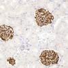 Immunohistochemistry analysis of paraffin-embedded rat kidney  using NES Monoclonal Antibody at dilution of 1:400.